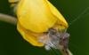 Larinioides cornutus